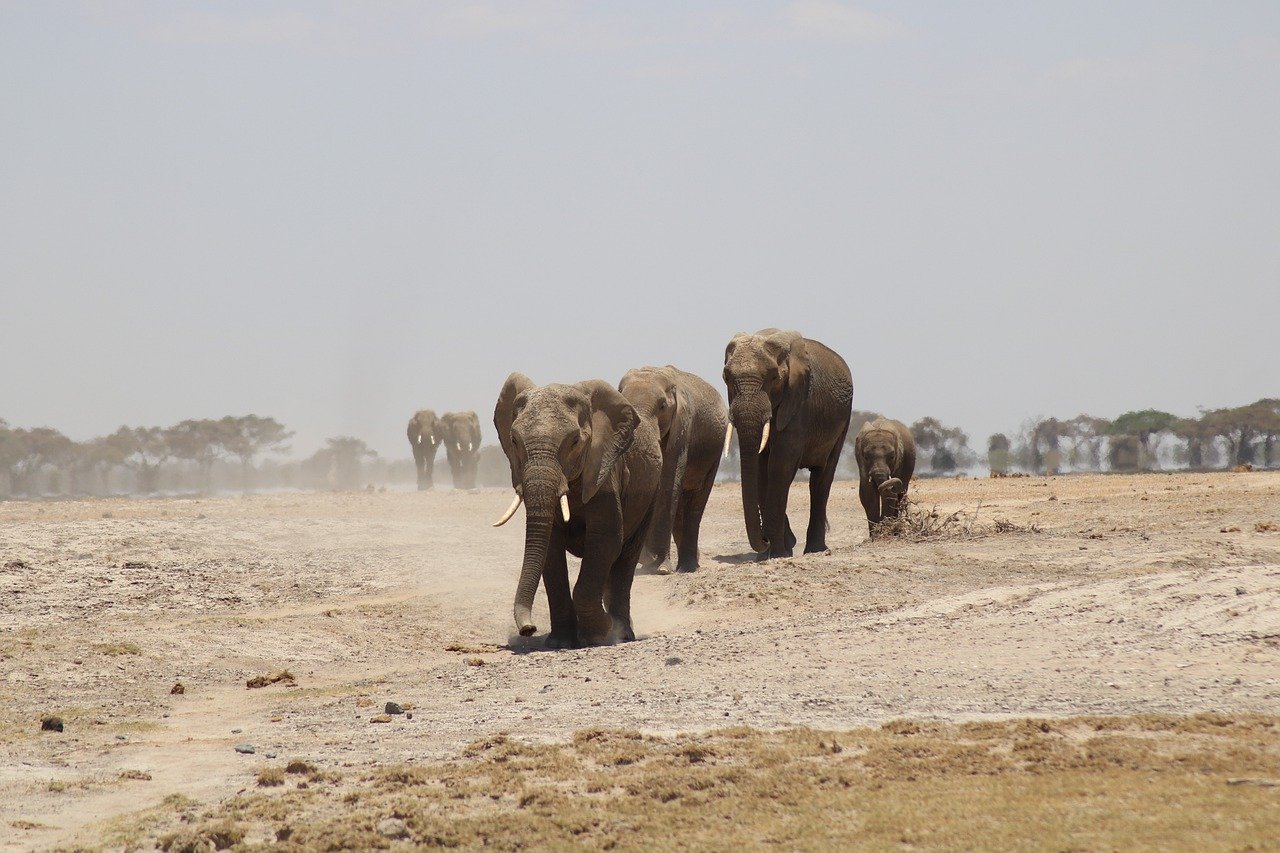 elephants, animal, africa, safari, nature, kenya, wilderness, elephants, elephants, elephants, elephants, elephants, animal, animal, africa, africa, africa, africa, safari, safari, safari, safari, nature, kenya